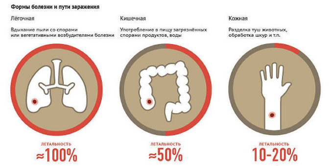 Сибірка: що це, як передається, як протікає, методи лікування