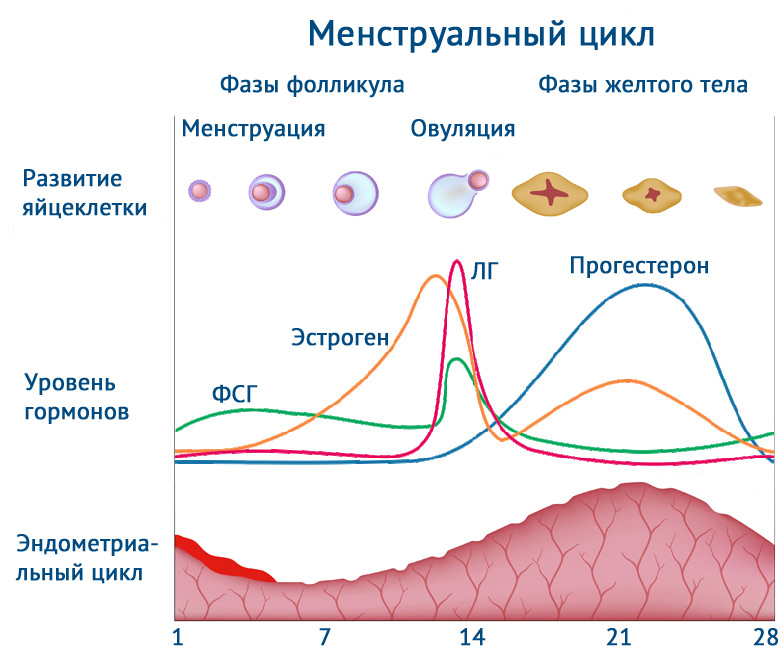 Лютеїнова фаза: що це у жінок, як її розрахувати, яка норма прогестерону у період?