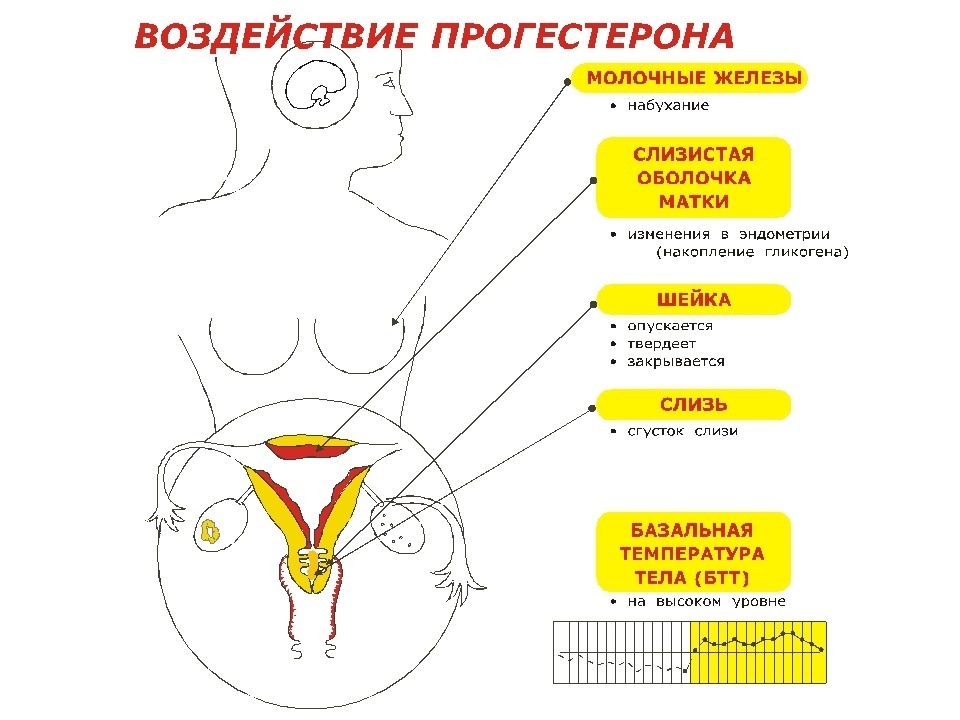 Лютеїнова фаза: що це у жінок, як її розрахувати, яка норма прогестерону у період?