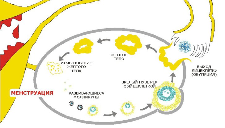 Якою є ймовірність зачаття напередодні місячних, чи можна завагітніти за пару днів чи тиждень до їх початку?