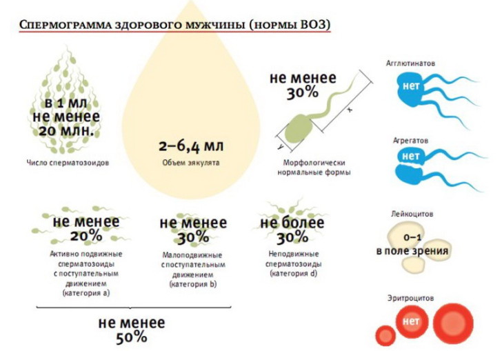 Чи можна покращити погану морфологію спермограми, як це зробити, на що впливає низький відсоток?